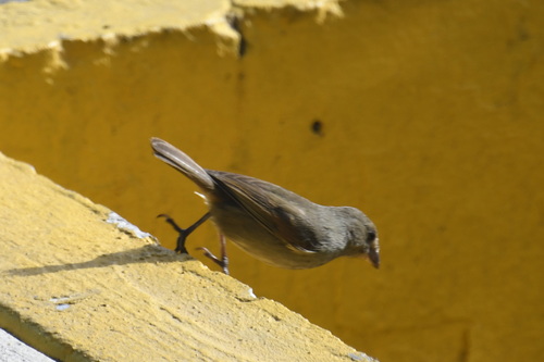 Barbados Bullfinch (Loxigilla barbadensis), photo 8