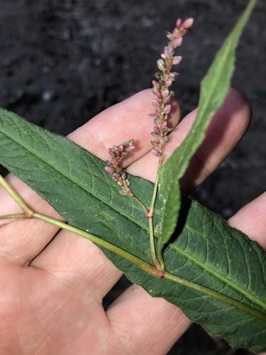 Image of Persicaria extremiorientalis by no rights reserved