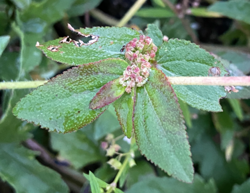 Asthma Plant