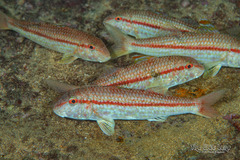 Red Goatfish photo 4