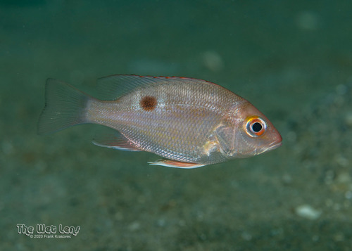 Northern Red Snapper