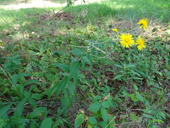 Hieracium umbellatum umbellatum