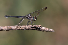 Cannaphila insularis