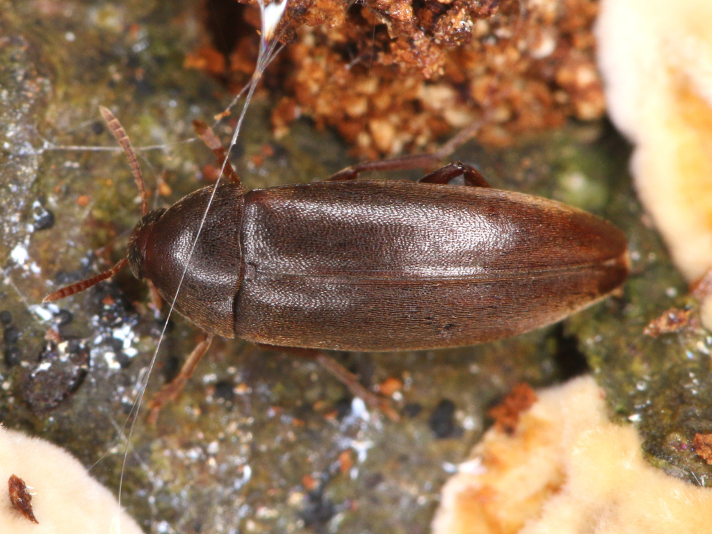 Orchesia luteipalpis
