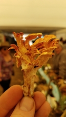 Gloeocantharellus