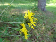 Hieracium umbellatum umbellatum