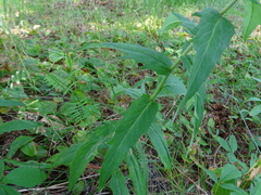 Hieracium umbellatum umbellatum