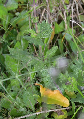 Image of Salvia sclareoides by (c) Paulo Martins, some rights reserved (CC BY-SA)