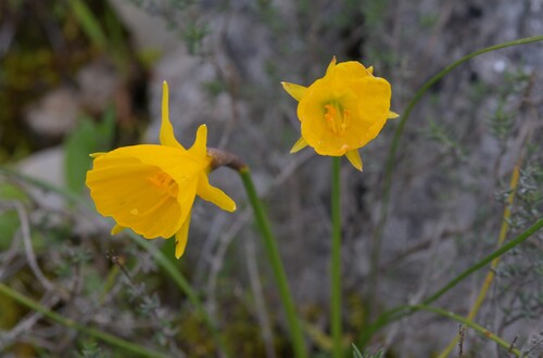 Image of Narcissus obesus by (c) Paulo Martins, some rights reserved (CC BY-SA)