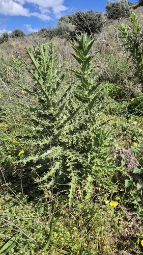 Phonus arborescens, photograph 2