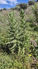 Phonus arborescens, photograph Christoph Moning, CC BY, iNaturalist via GBIF