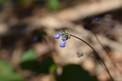 Salvia lasiocephala
