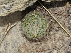 Mammillaria jaliscana jaliscana