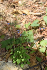 Salvia lasiocephala