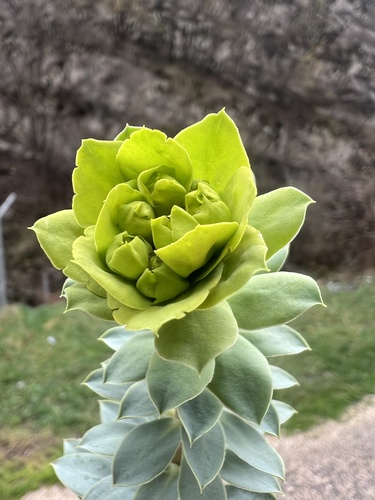 Euphorbia myrsinites