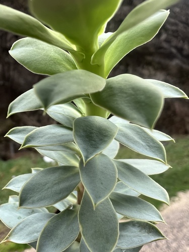 Euphorbia myrsinites