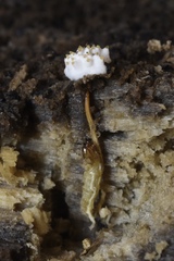 Tolypocladium inflatum