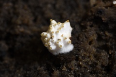 Tolypocladium inflatum