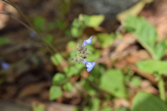 Salvia lasiocephala