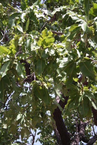 Terminalia laxiflora (Terminalia laxiflora)