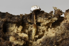 Tolypocladium inflatum