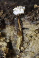 Tolypocladium inflatum