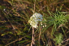 Asclepias verticillata