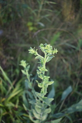 Solidago rigida