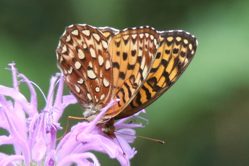 Northwestern Fritillary