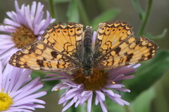 Phyciodes pallida