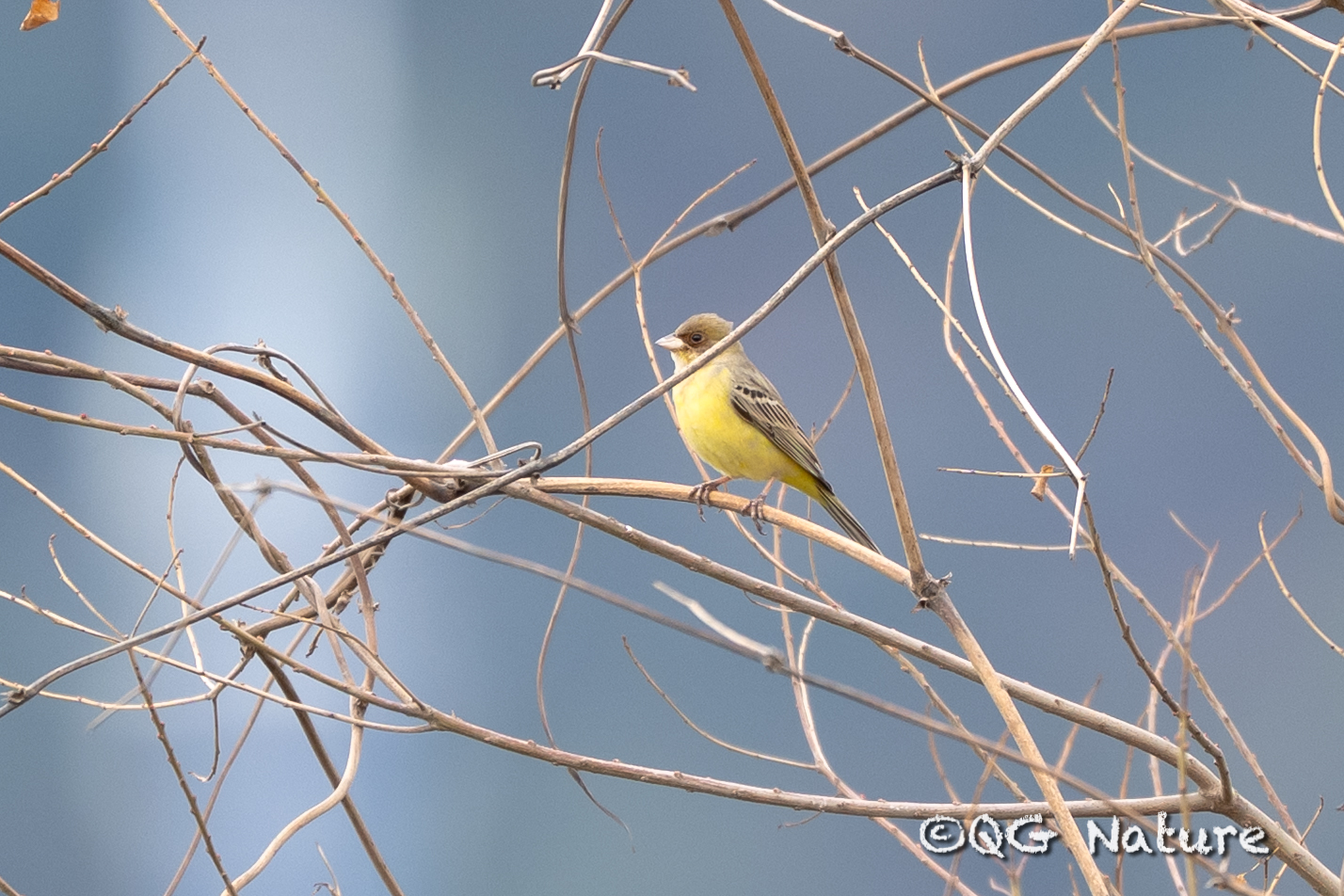 Red-headed Bunting
