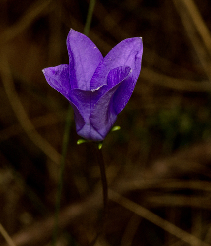 Wahlenbergia gloriosa, photograph 3