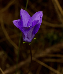 Wahlenbergia gloriosa, photograph (c) Tony Eales, some rights reserved (CC BY-SA)