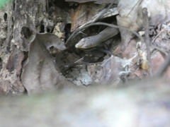 Scincidae