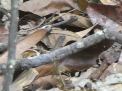 Scincidae