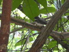 Rhipidura javanica