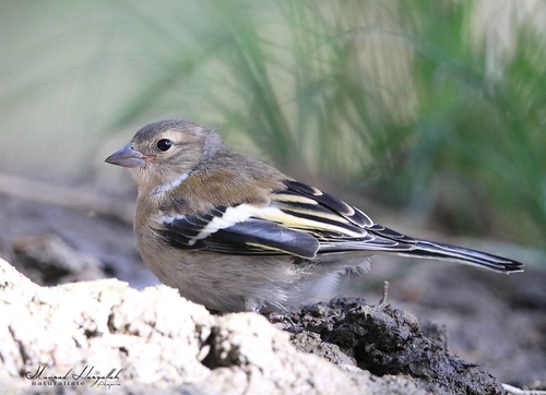 African Chaffinch (Fringilla spodiogenys), photo 4