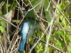 Merops viridis