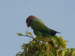 Psittacula longicauda