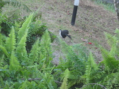 Amaurornis phoenicurus