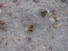 Dasymutilla sicheliana