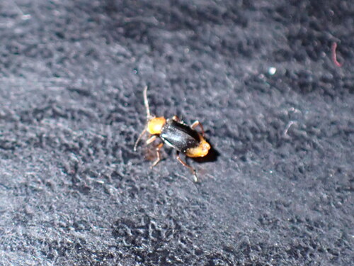 Hypebaeus brisouti