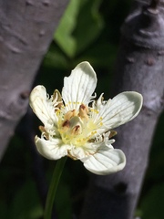 Parnassia cirrata intermedia
