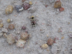 Dasymutilla sicheliana