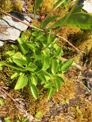 Parnassia cirrata intermedia