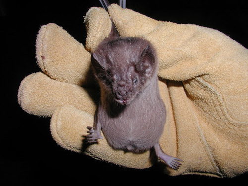 Desmodus rotundus