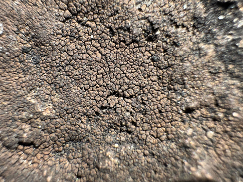 Drummond's rock pimple lichen