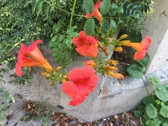 Campsis grandiflora