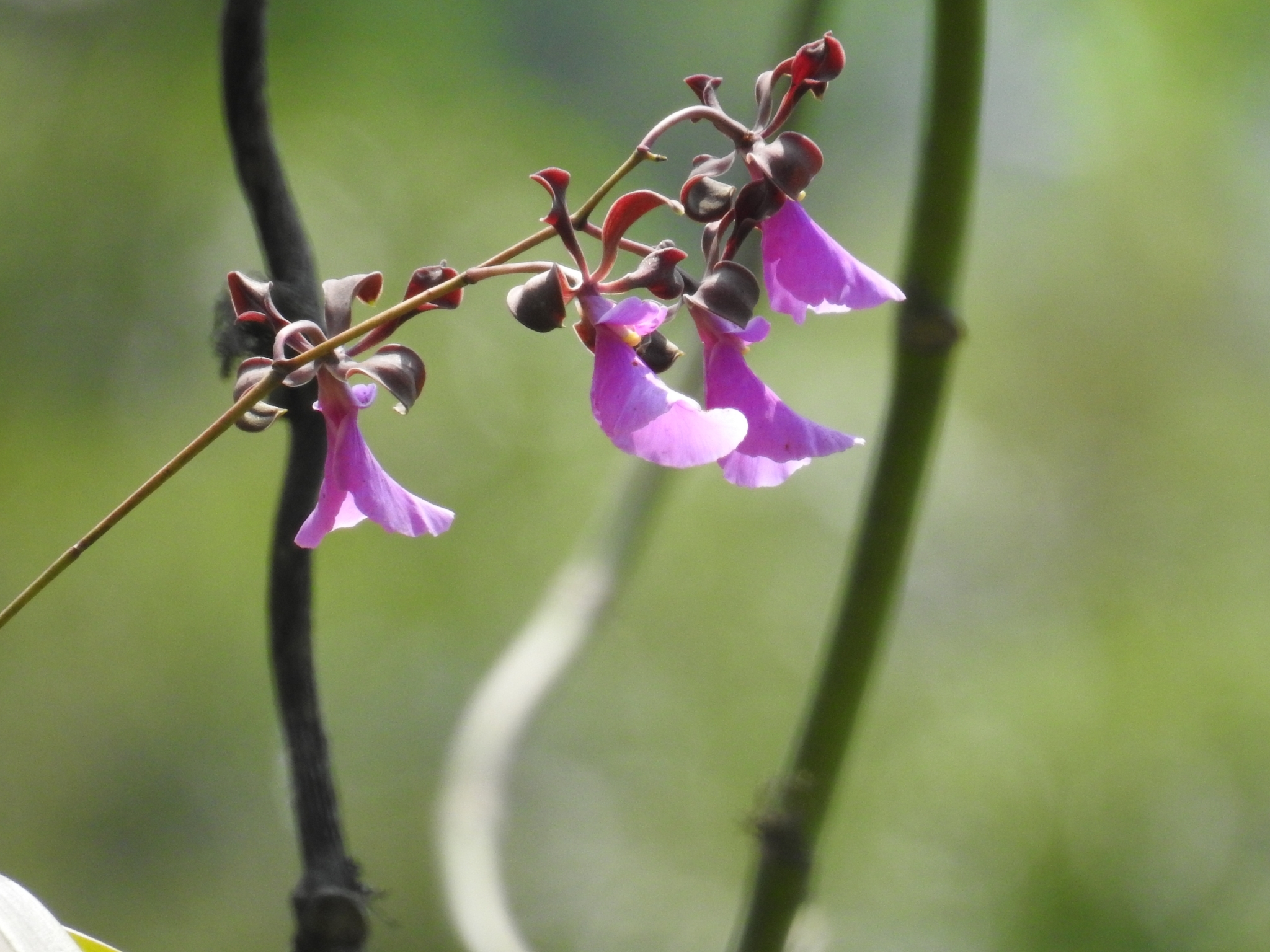 Imagem de Orquídea coração