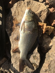 Systomus orphoides